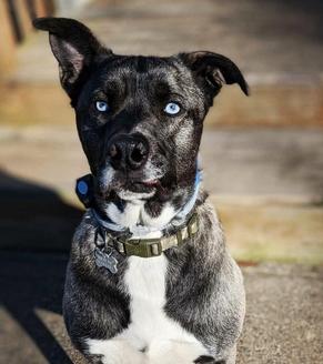 husky mix wearing invisible fence collar