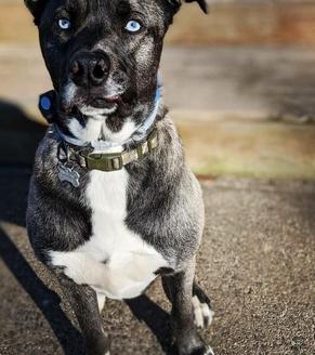 husky mix wearing invisible fence collar