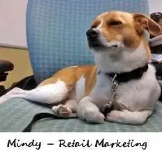 Retail Marketing's dog Mindy relaxing on an office chair