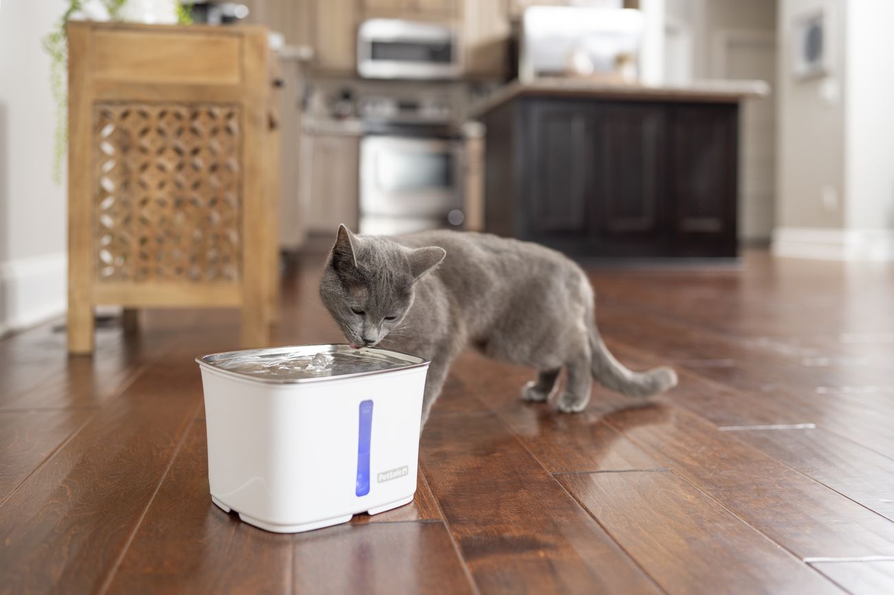 Gray cat drinking from Viva Stainless Steel Pet Fountain