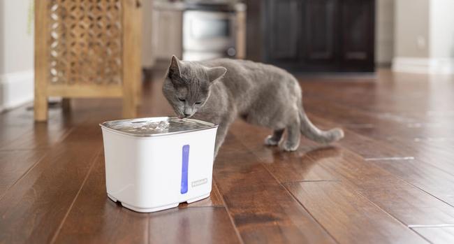 Gray cat drinking from Viva Stainless Steel Pet Fountain