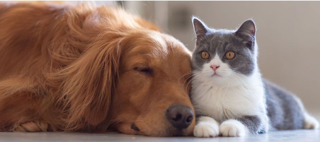 happy multi-pet household with invisible fence brand whole home system