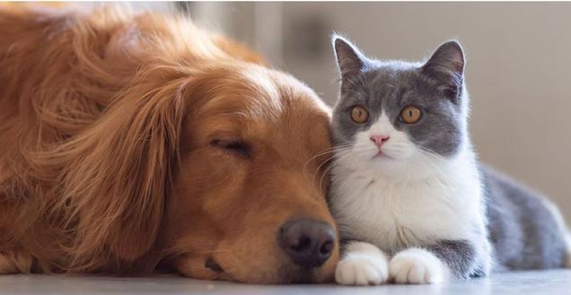 happy multi-pet household with invisible fence brand whole home system