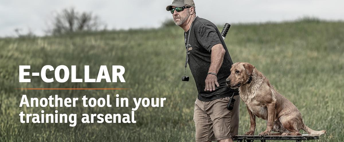 E-collar - Another tool in your arsenal. Trainer throwing dummy for yellow lab wearing e-collar and sitting on stand.