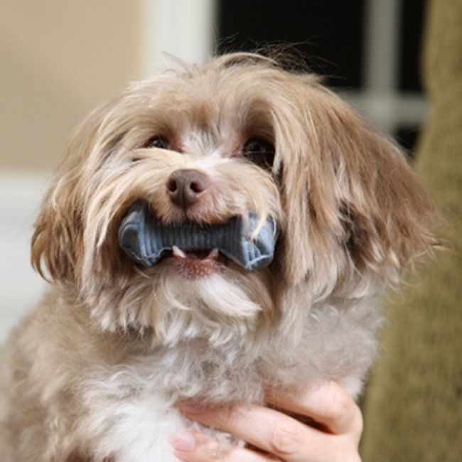 dog dental chews