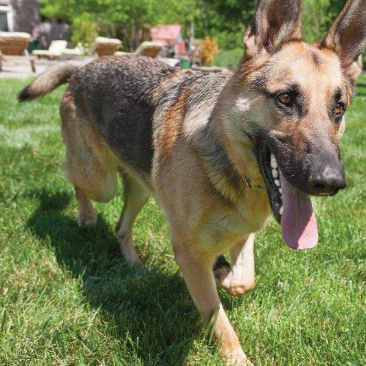 Shepherd dog walking outside with tongue hanging out
