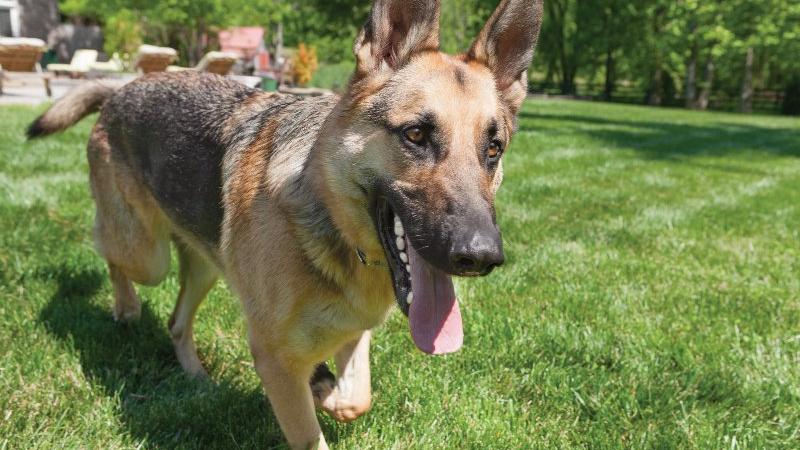 German Shepard plays in the sun on a summer day