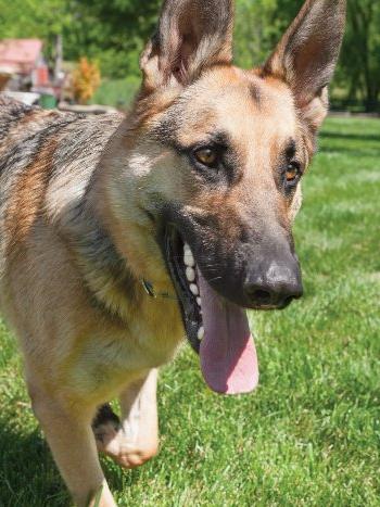 German Shepard plays in the sun on a summer day