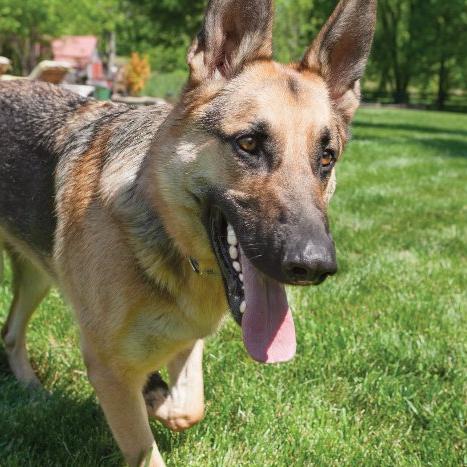German Shepard plays in the sun on a summer day
