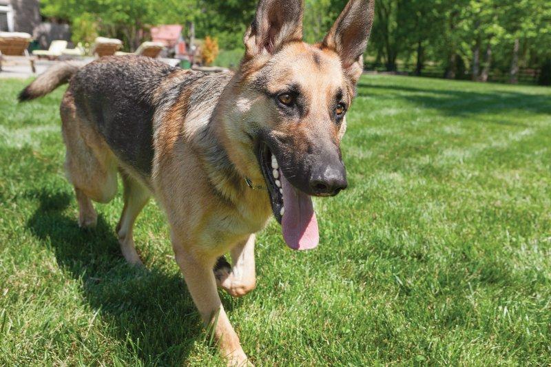 Shepherd dog walking outside with tongue hanging out