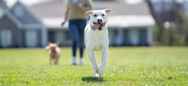 pet parent and dogs with petsafe gps collars