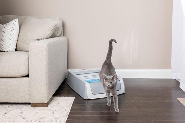 cat in litterbox