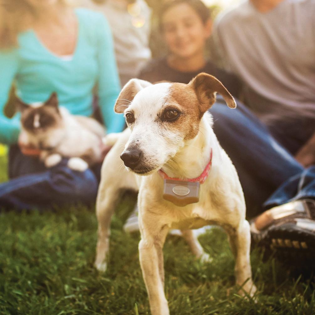 Jack Russel terrier standing infront of family sitting on grass with cat in lap