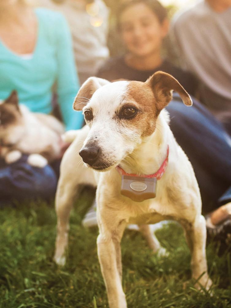Jack Russel terrier standing infront of family sitting on grass with cat in lap