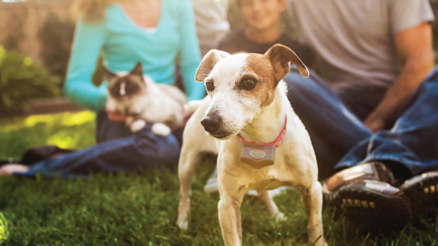 Jack Russel terrier standing infront of family sitting on grass with cat in lap
