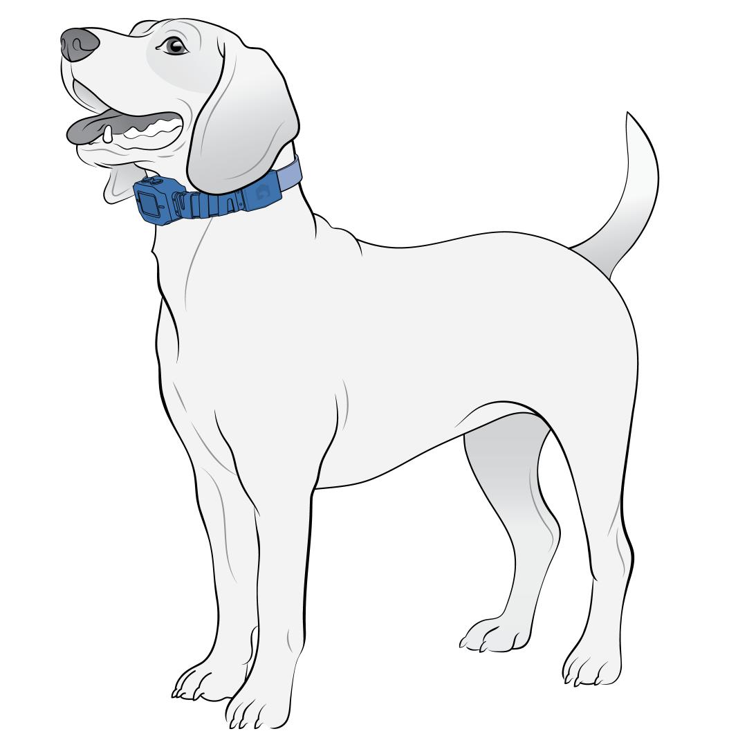 Center Collar