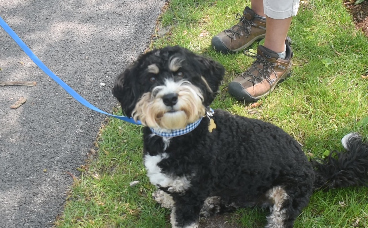 black and white dog on leash with trainer 