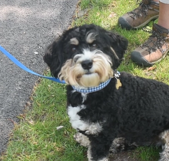 black and white dog on leash with trainer