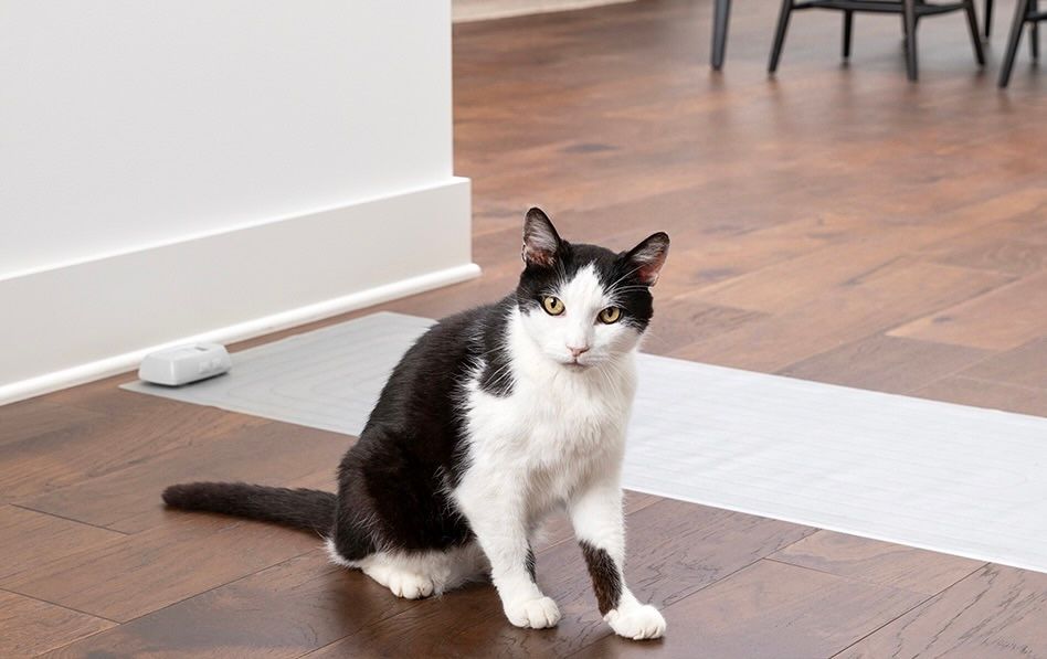 Black and white cat standing in front of ScatMat