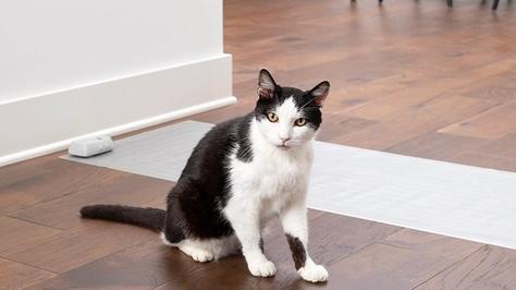 Black and white cat standing in front of ScatMat