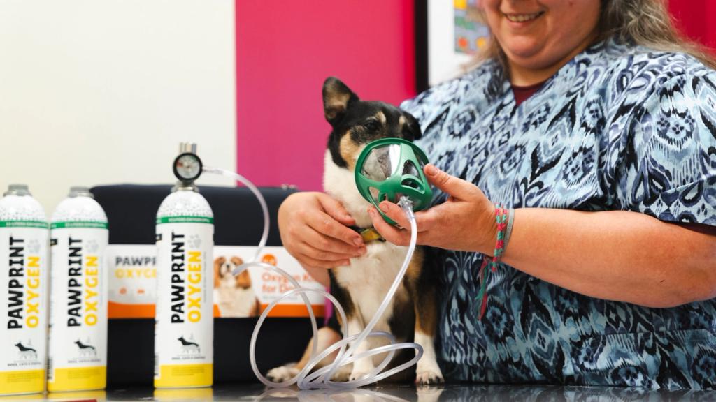 corgi wearing pet oxygen mask 