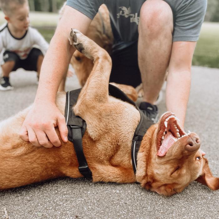Brown lab mix wears a PetSafe Easy Walk Harness and is on his back getting belly rubs from his owner.