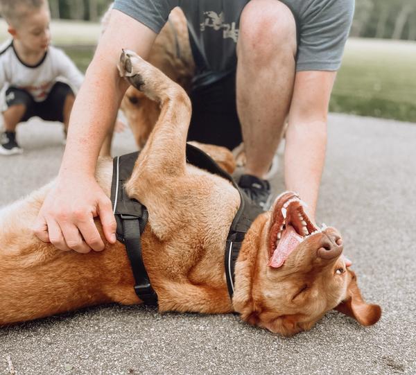 Brown lab mix wears a PetSafe Easy Walk Harness and is on his back getting belly rubs from his owner.
