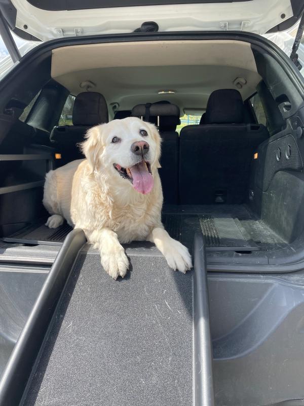 Senior golden retriever sitting in cargo area of an SUV with his paws on the PetSafe Folding Ramp attached to the back of the car.