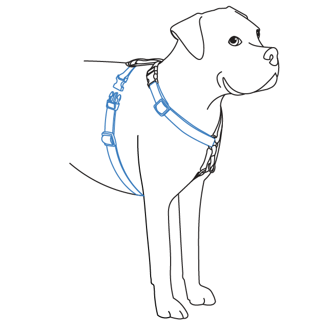 how-to-fit-3-in-1-harness-illustration4