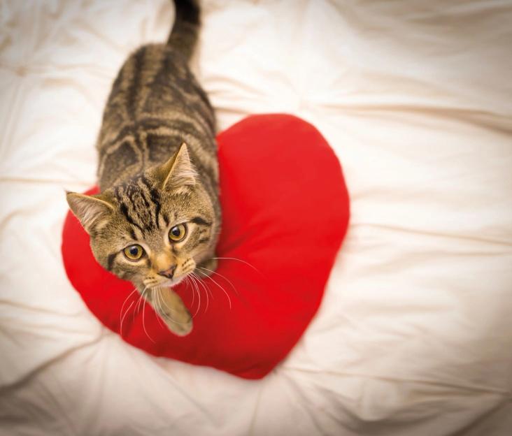cat on pillow