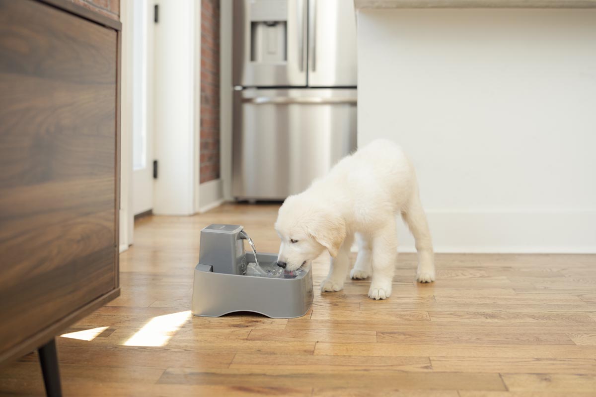 dog and pet water fountain