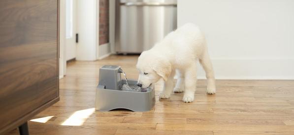 Retriever puppy drinking from Oasys Pet Fountain