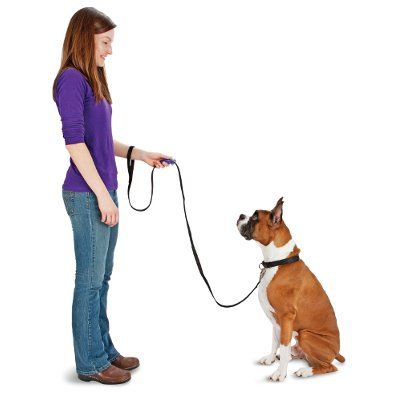stop my dog from pulling on the leash