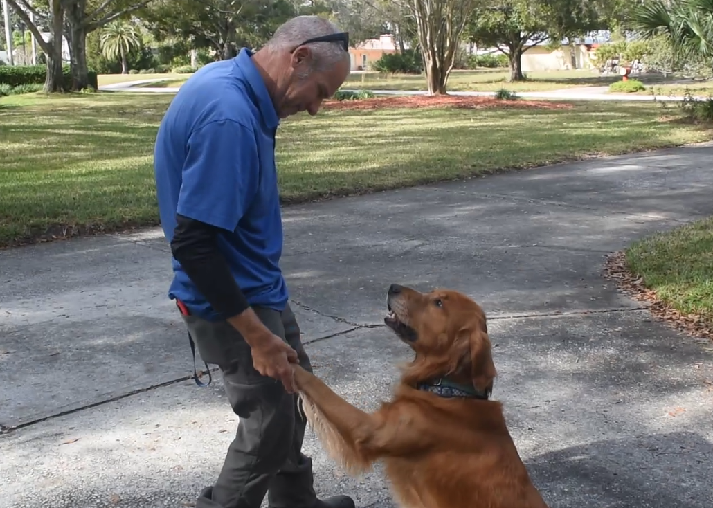 invisible fence trainer working with golden retriever on indoor dog fence 