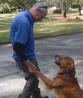 invisible fence trainer working with golden retriever on indoor dog fence