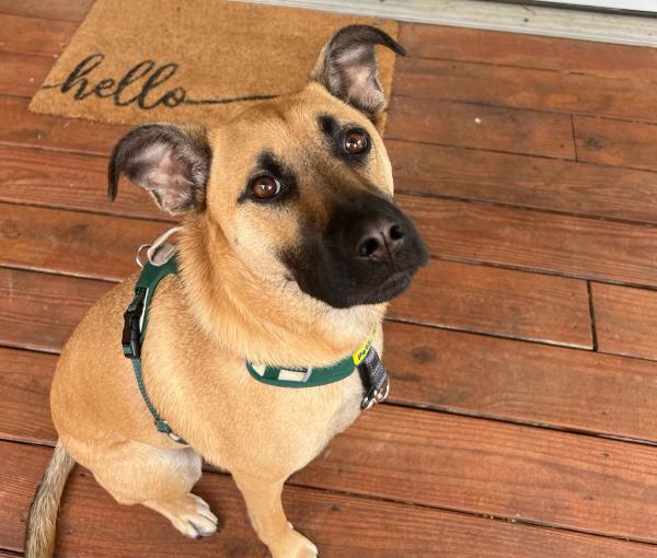 Tan dog wearing green Easy Walk Comfort Harness sitting on porch