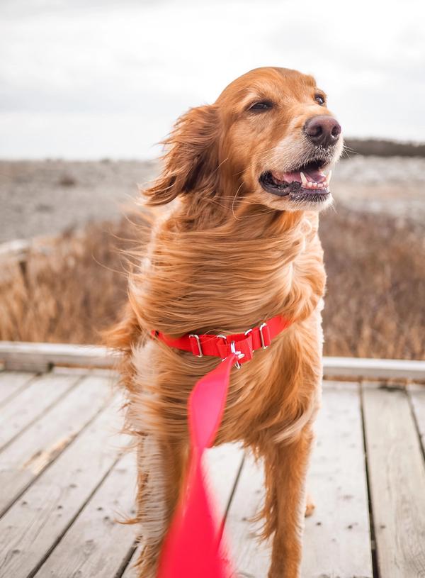 Senior golden retriever dog wearing a red PetSafe Easy Walk Harness standing on a boardwalk with wind blowing his fur.