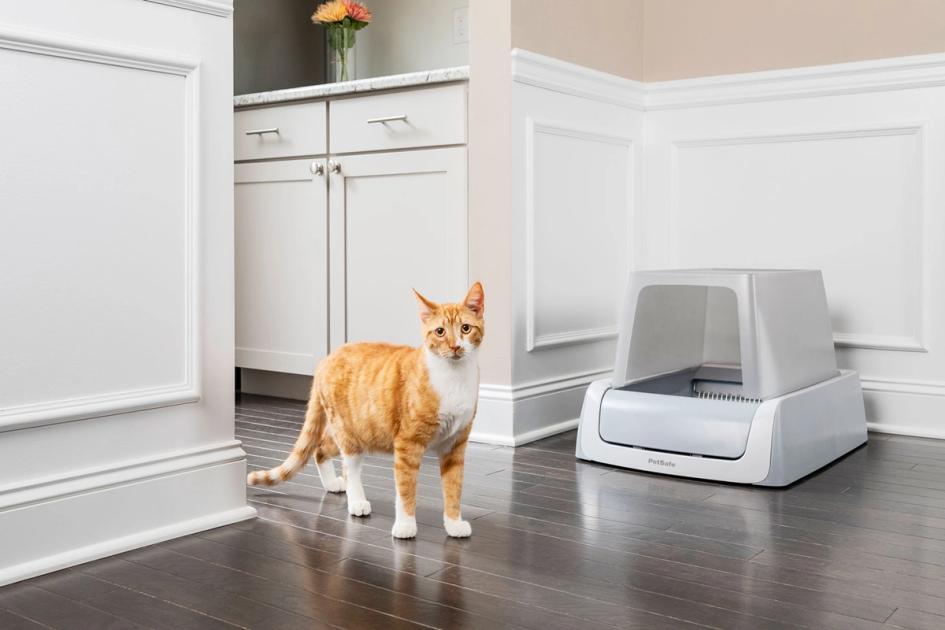 8 Reasons Your Cat Stopped Using the Litter Box PetSafe®