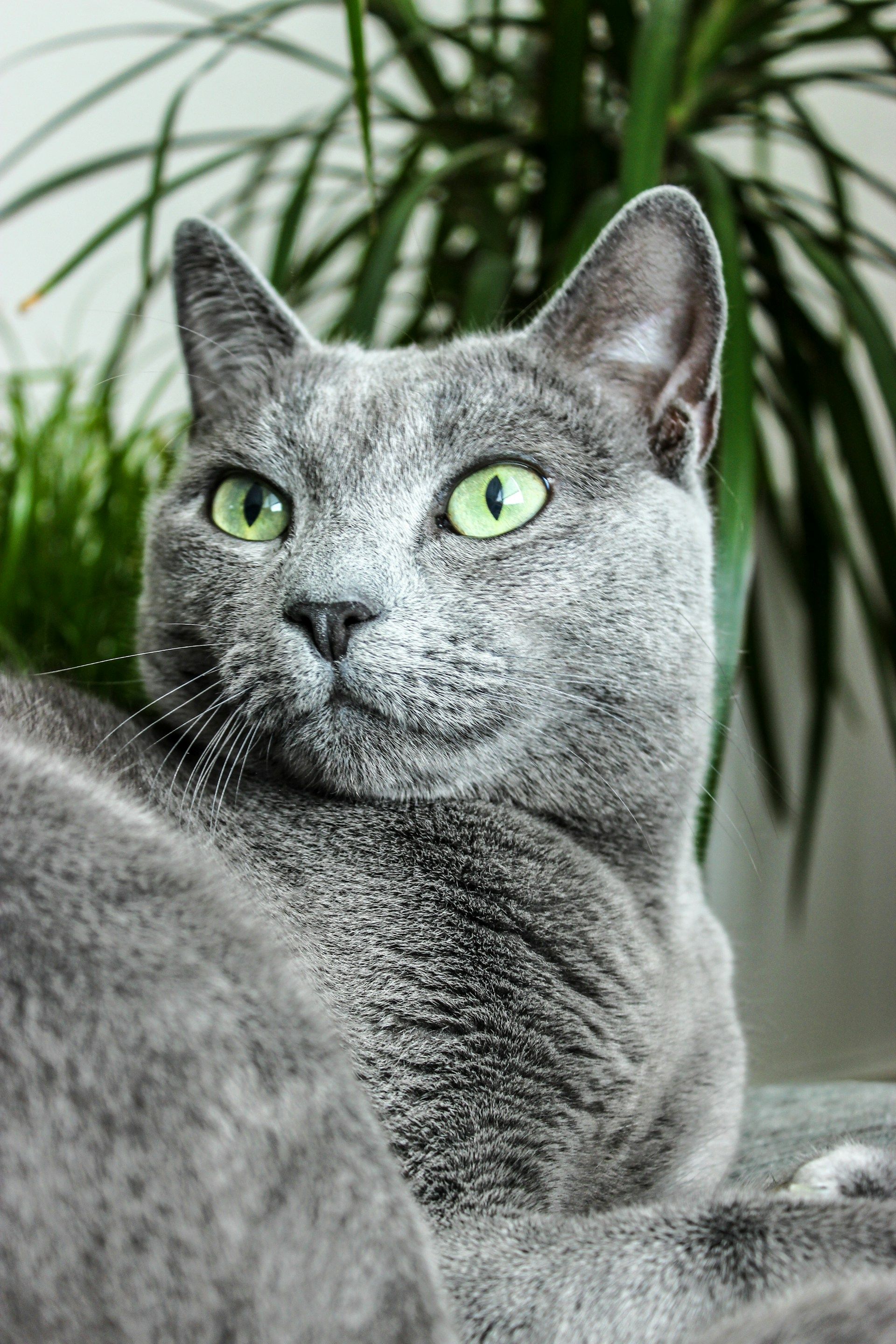 Cat fashion with grey fur