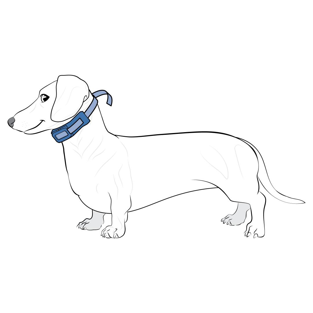 Fit Collar On Dog