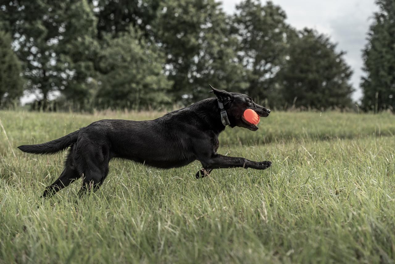 Retriever Training: Making the Most of Spring Season