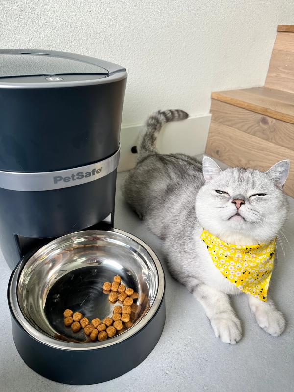 Young light gray cat wearing a yellow bandana sitting next to the PetSafe Smart Feed Pet Feeder squinting eyes at the camera.