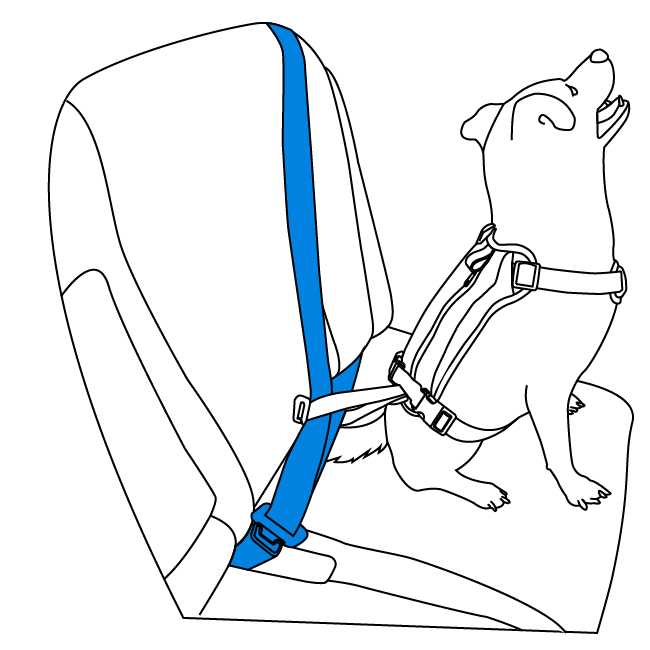 acclimate-pet-to-walk-along-outdoor-harness-vehicle-restraint-illustration2