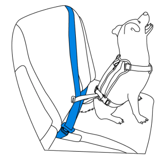 acclimate-pet-to-walk-along-outdoor-harness-vehicle-restraint-illustration2