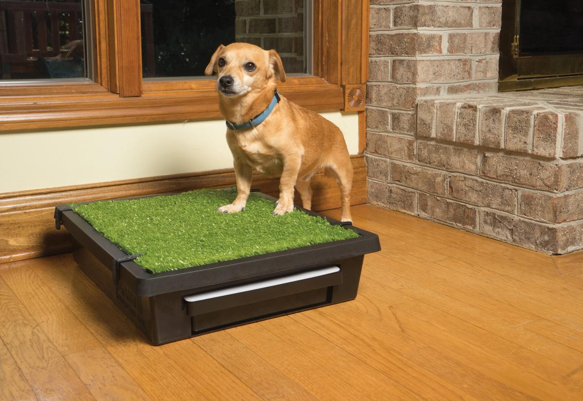 Dog Potty Training Toilets Aids PetSafe dog-potty-training-toilets-aids-petsafe