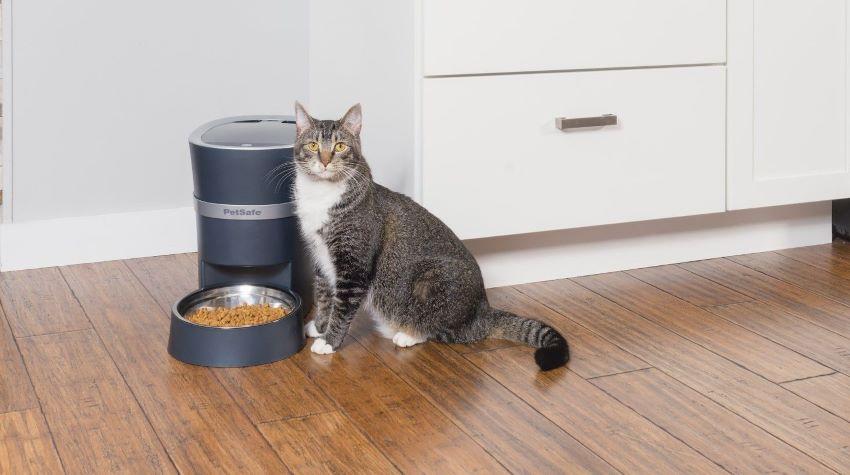 Cat and Food Dispenser