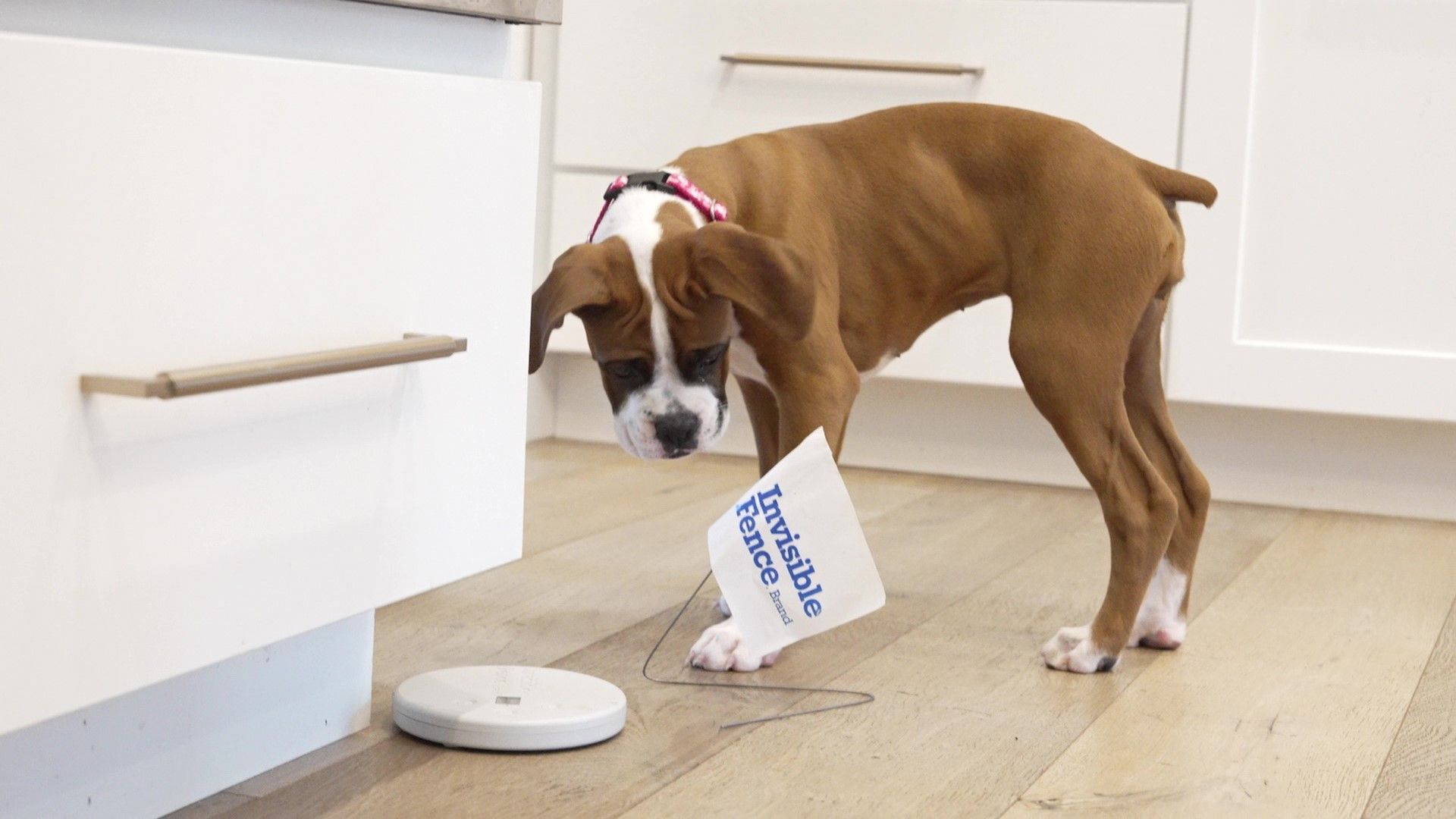 Boxer puppy looking at the Indoor Shields Plus unit and the white and blue flag standing on wood floors in a bright kitchen.