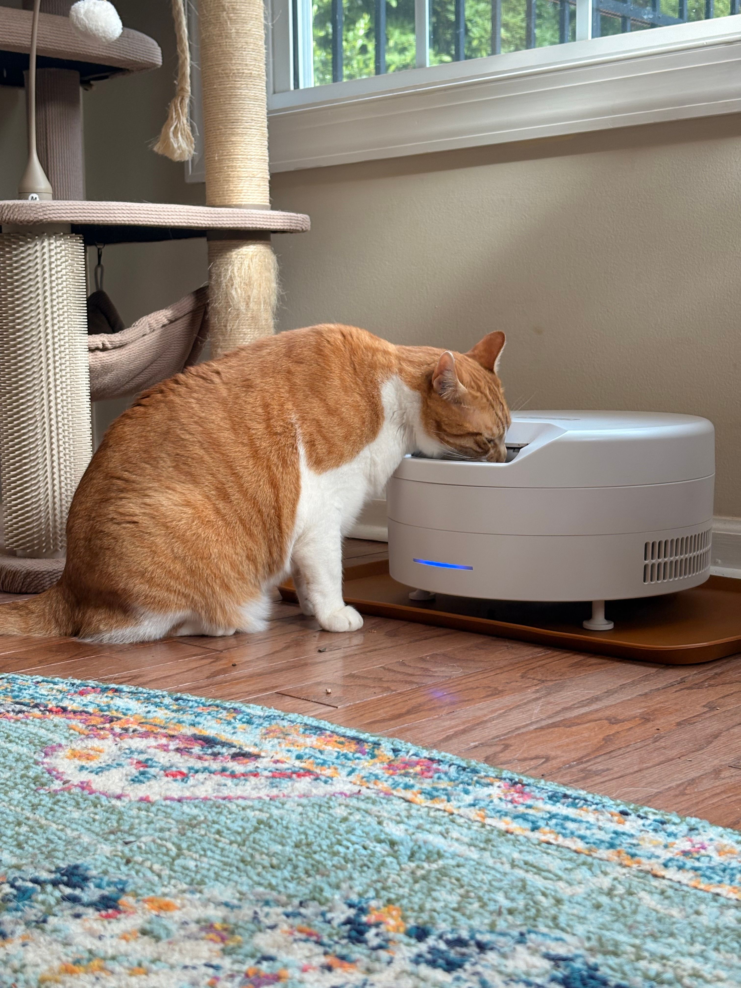 Orange cat eating from white FreshFeed