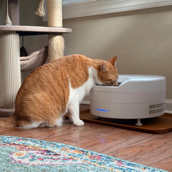 Orange cat eating from white FreshFeed