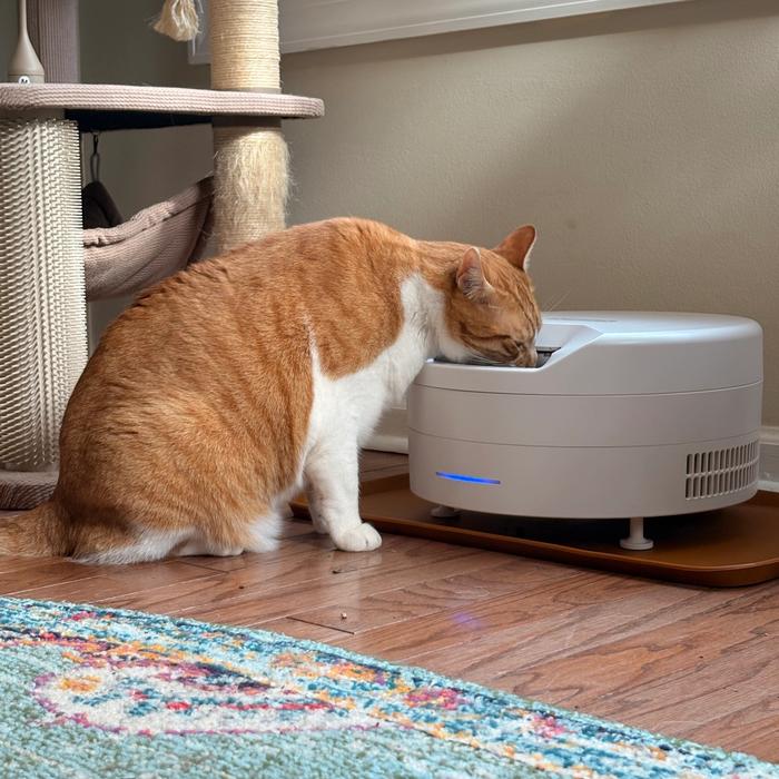 Orange and white cat eating from white FreshFeed refrigerated pet feeder
